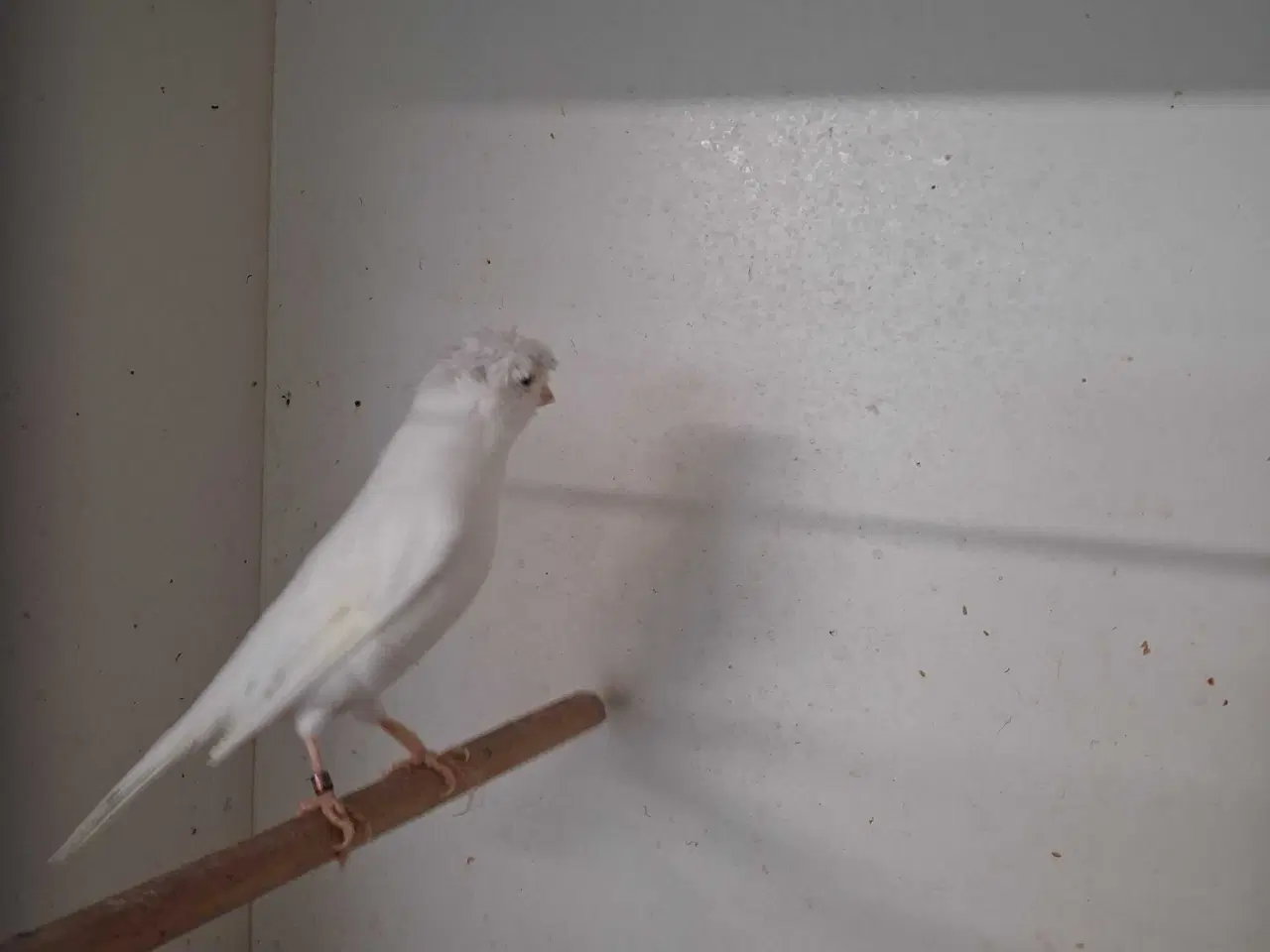 Billede 15 - Special kanariefugle