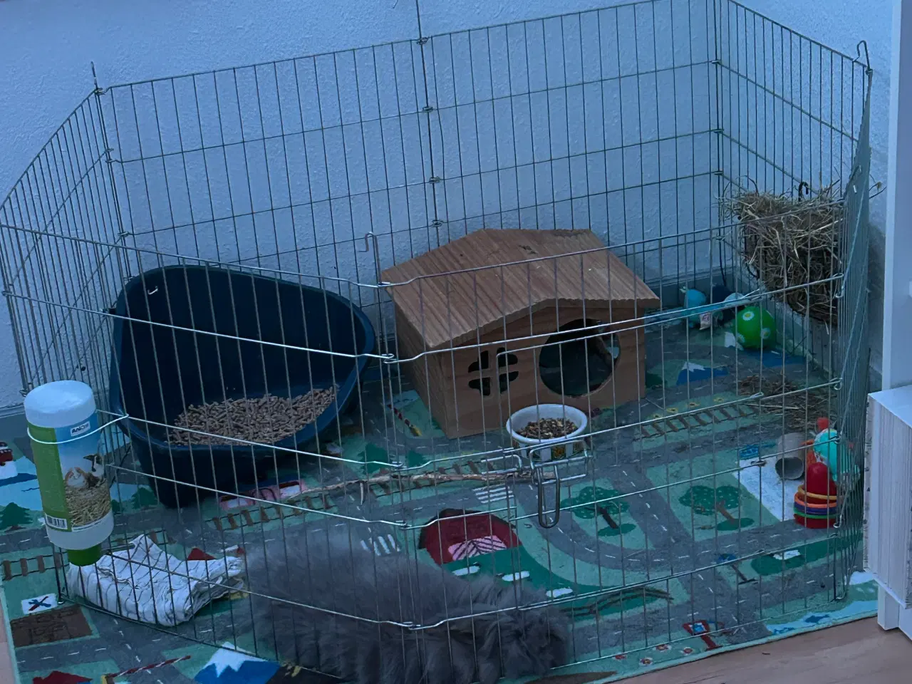 Billede 3 - Sød og kærlig hankanin søger nyt hjem