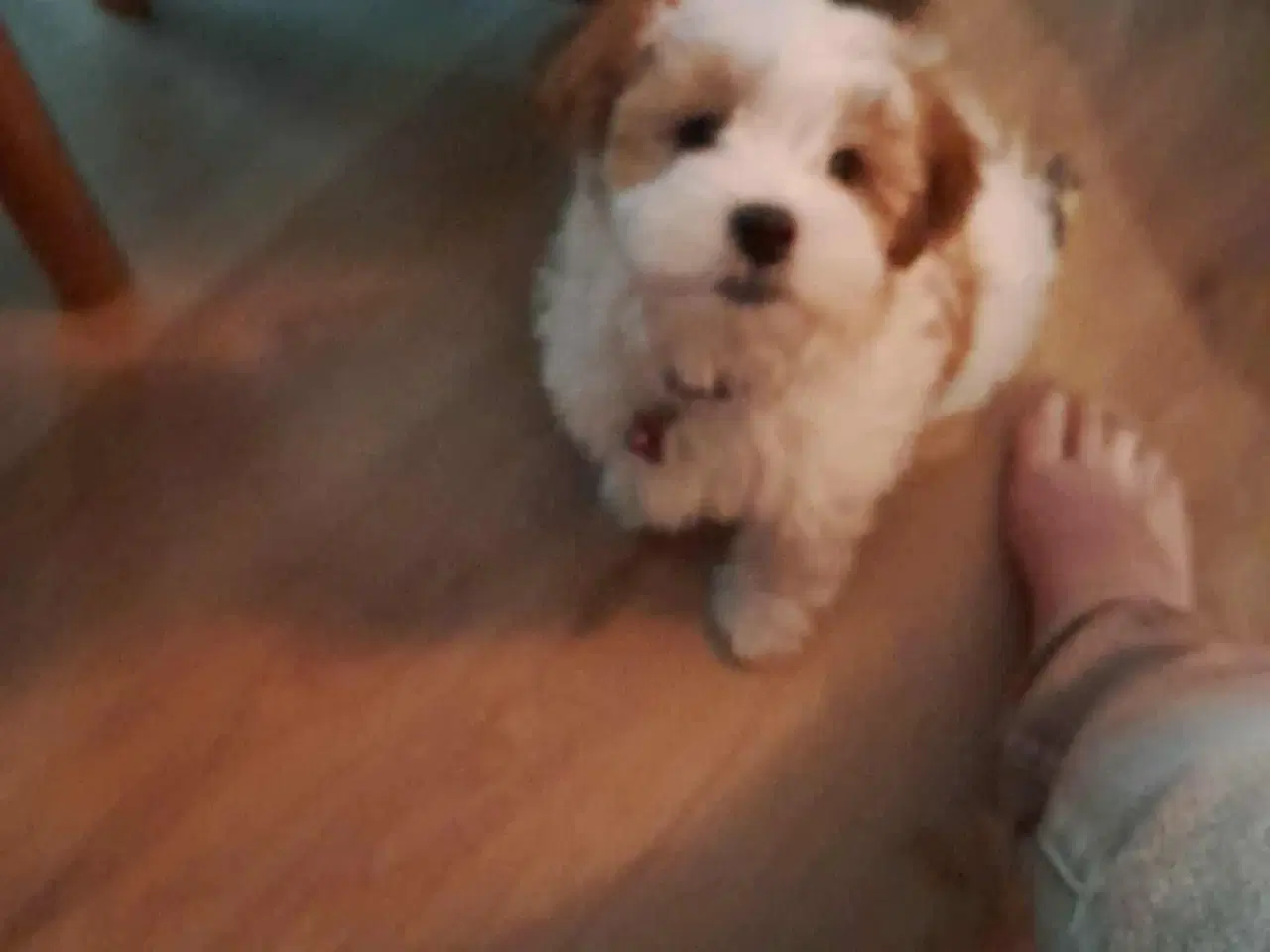 Billede 7 - Bichon Havanais med et strejf af malterser