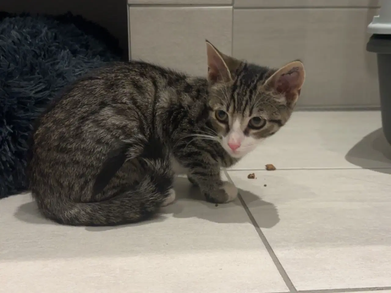 Billede 2 - Dejlig kat til salg