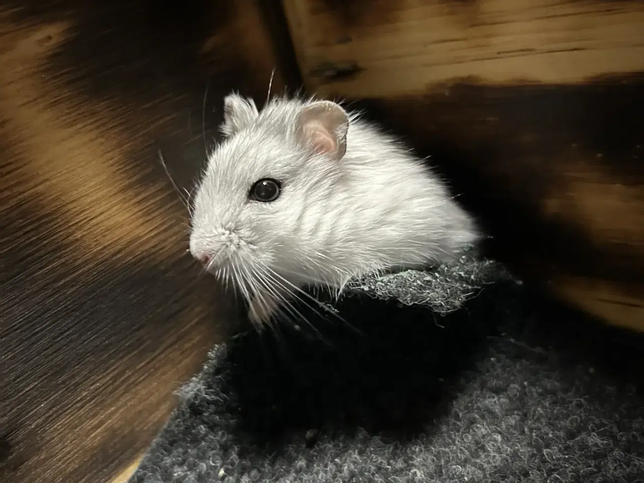 Billede 2 - Dværghamster