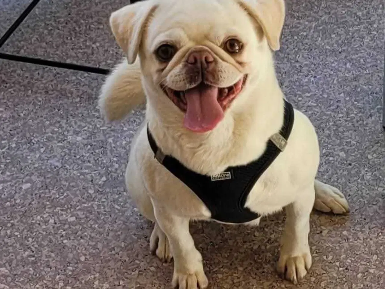 Billede 1 - 6 årige Mops tæve