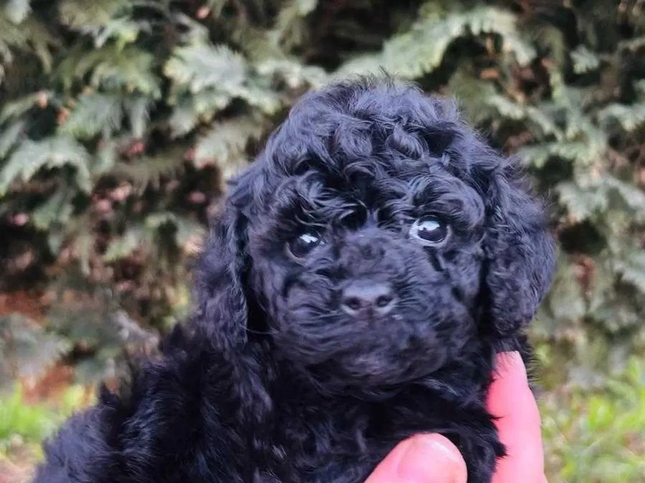 Billede 3 - 🐶 Smukke sorte toy/mini puddel hvalpe – 5 uger