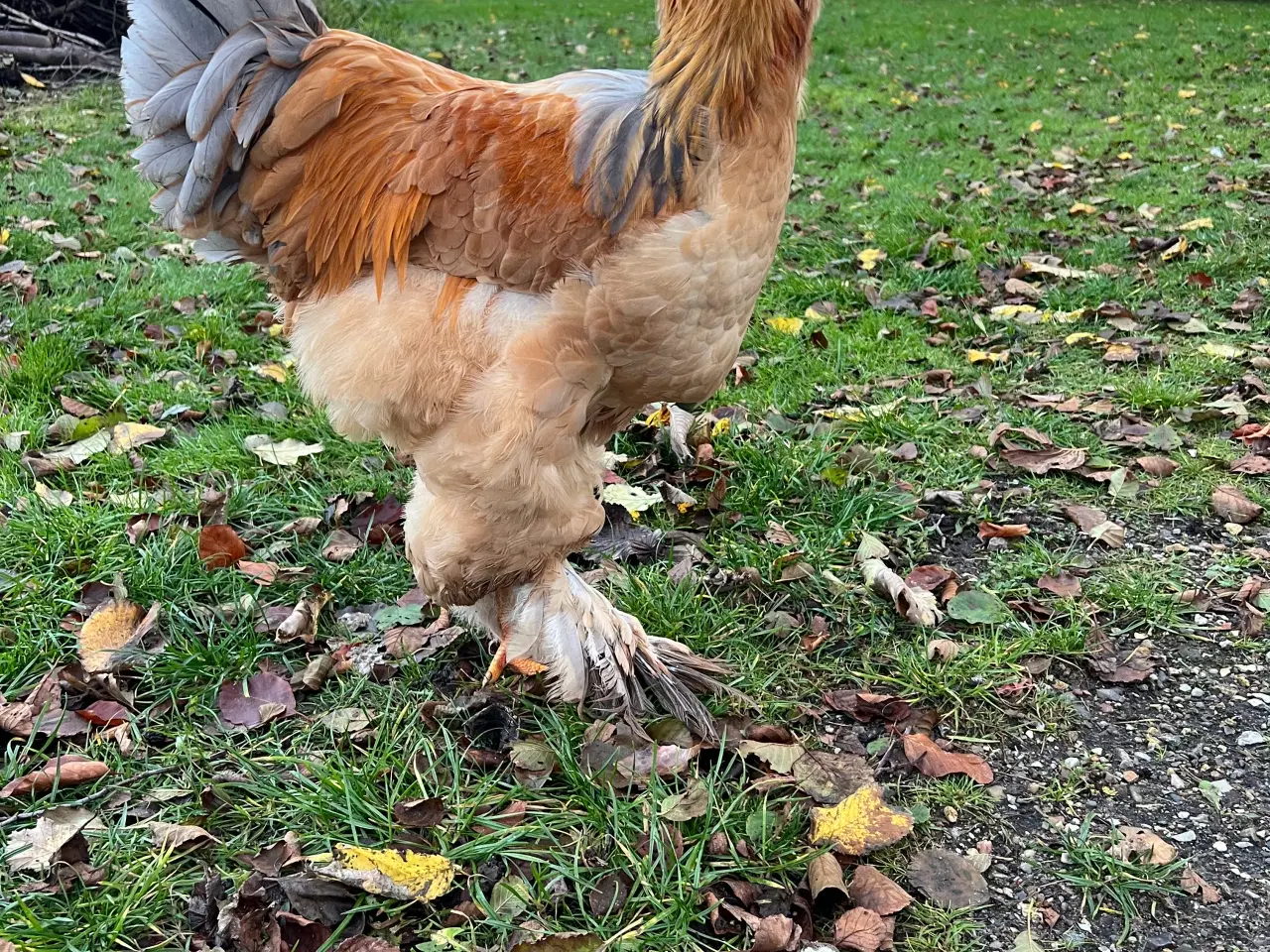 Billede 3 - Brahma hane Lemon pyle