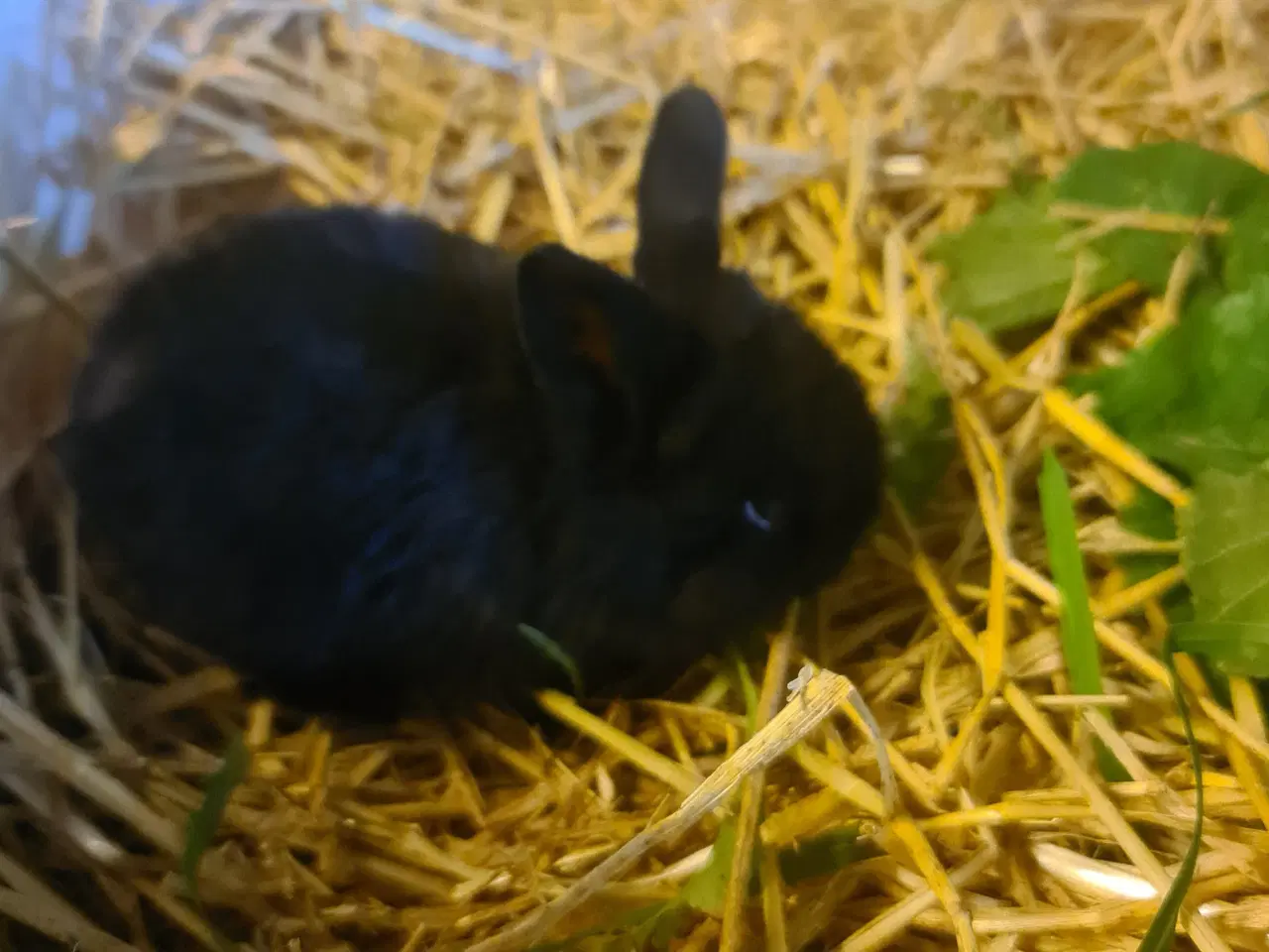 Billede 10 - Mini Lop, kanin unger 