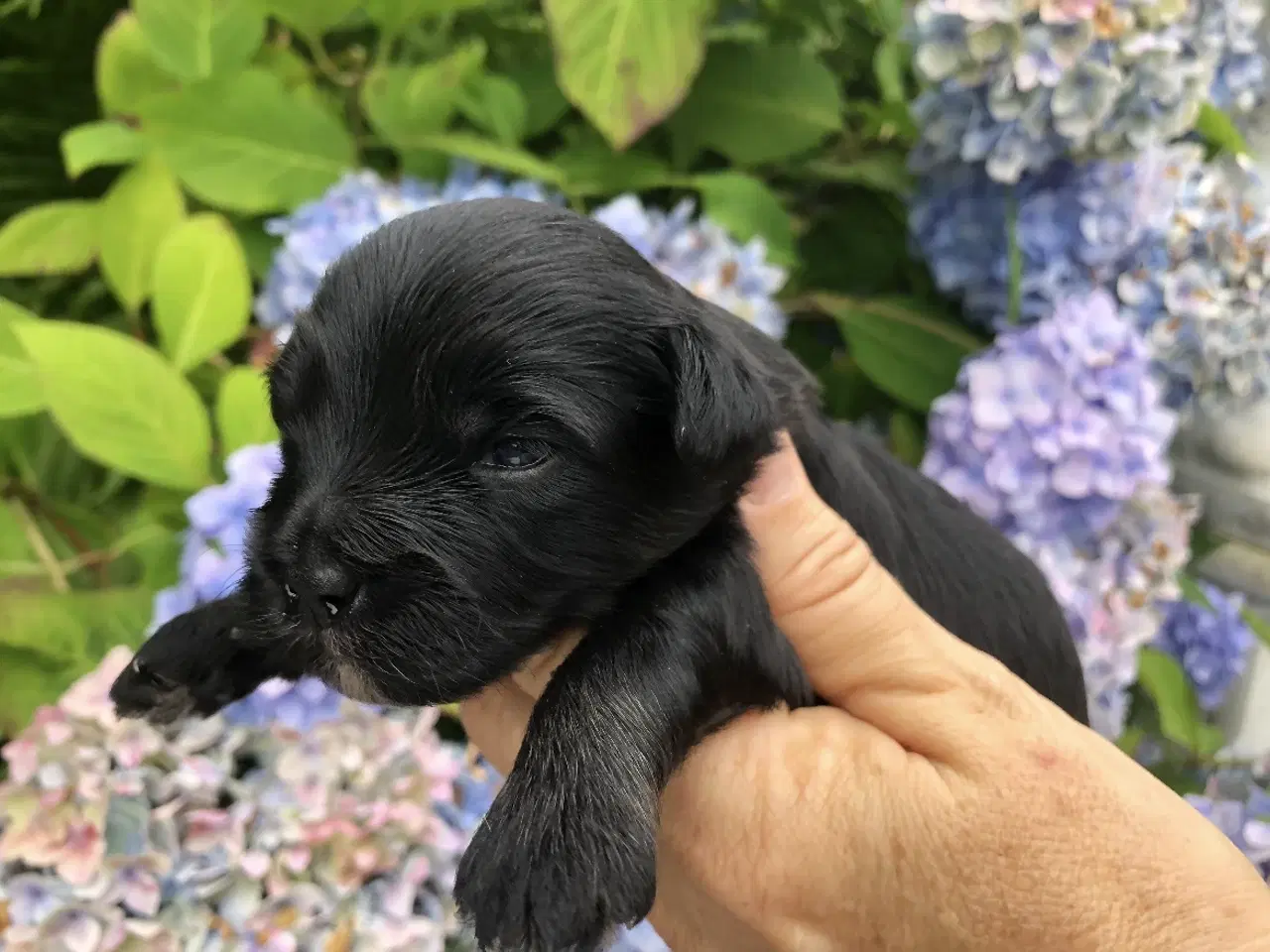 Billede 4 - Lhasa Doodle hvalpe