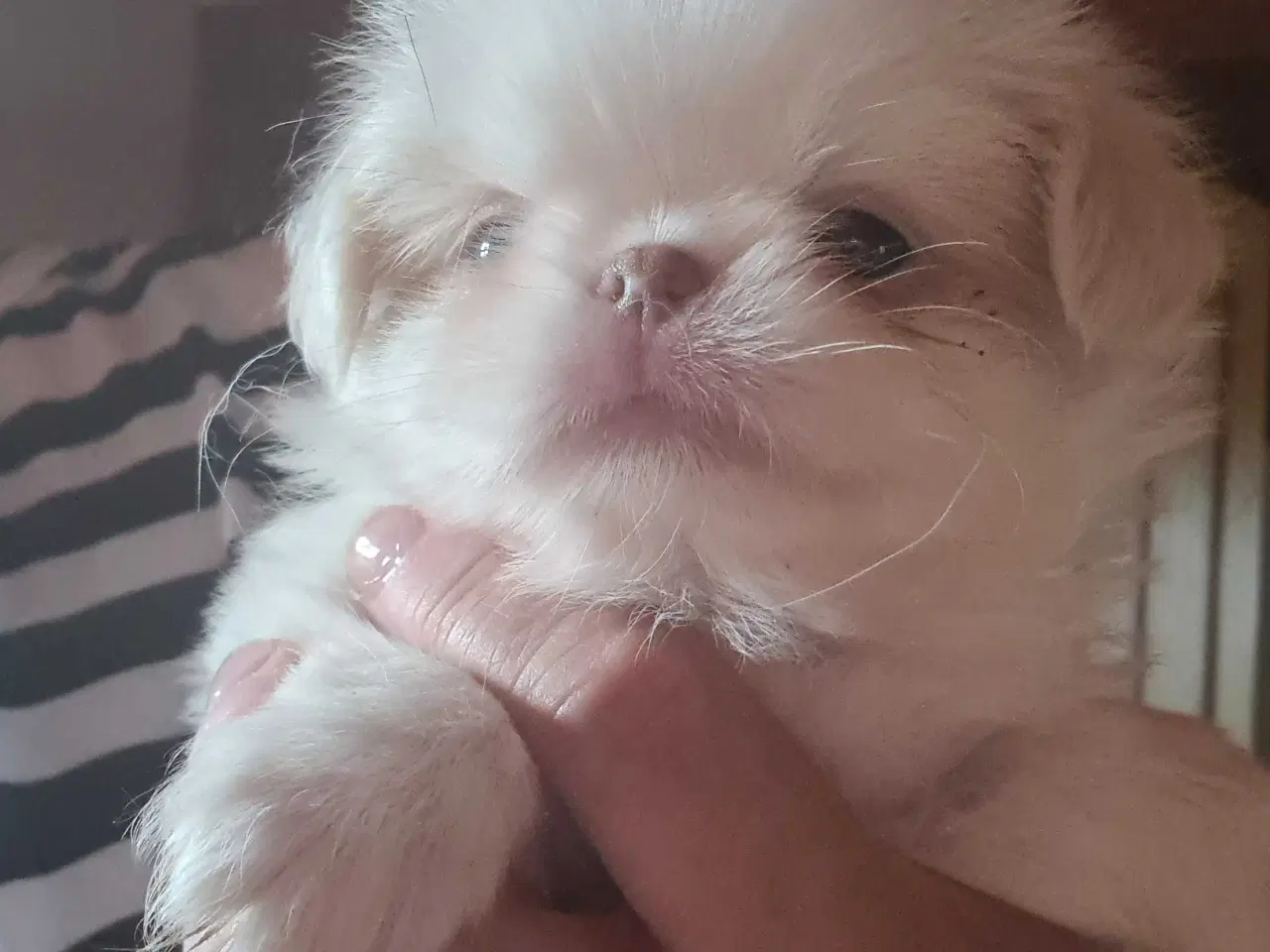 Billede 2 - Japanese chin hvalpe 