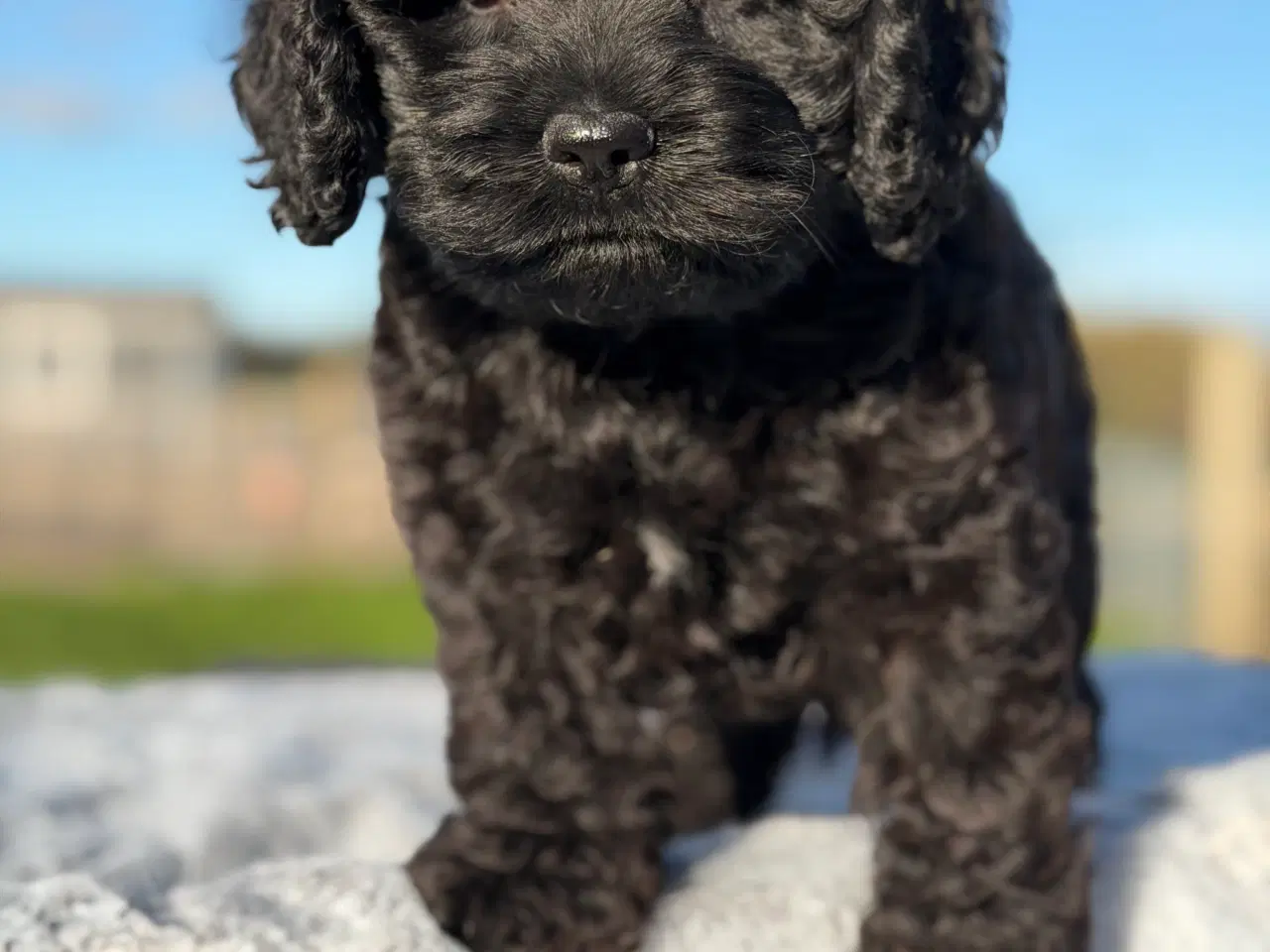 Billede 2 - Amerikanske Cockapoo Piger