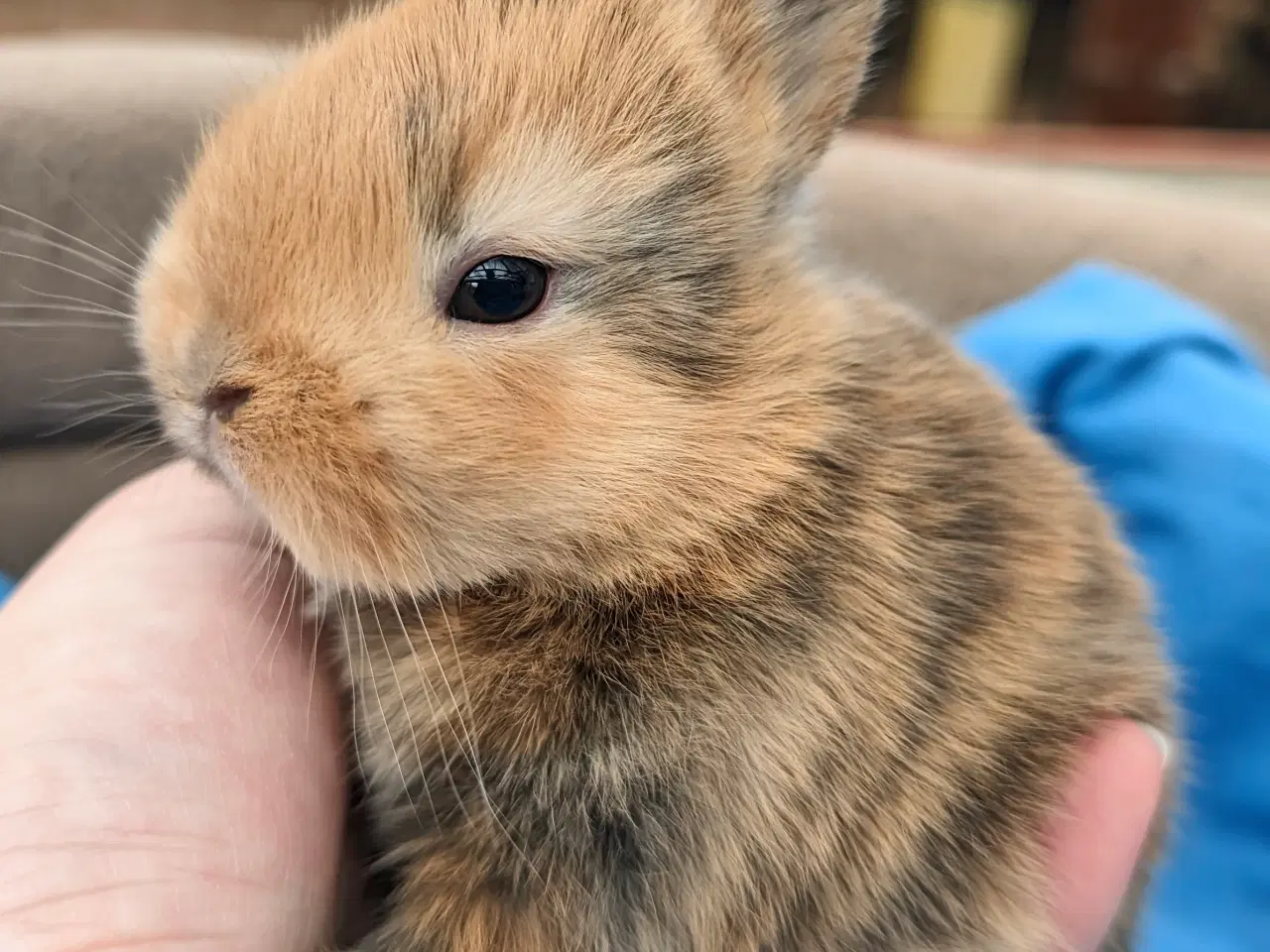 Billede 4 - Hermelin kaninunge