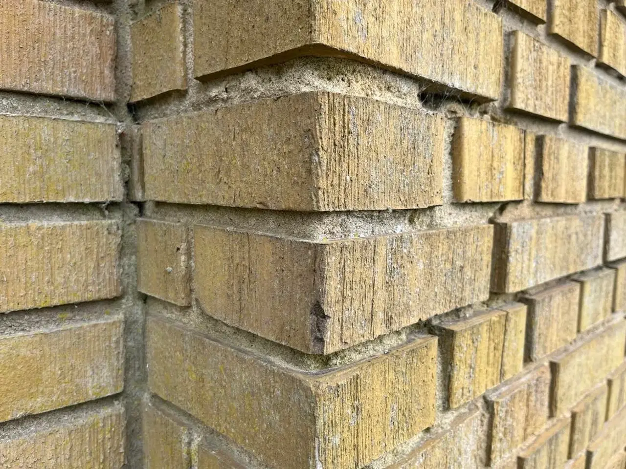 Billede 1 - Gule kostede - børstede mursten