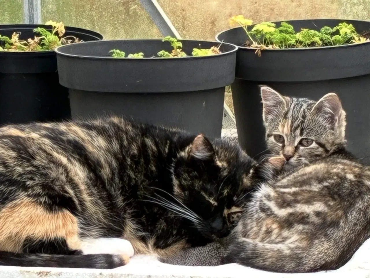 Billede 1 - Kattekillingen skildpadde farvet hunkat 