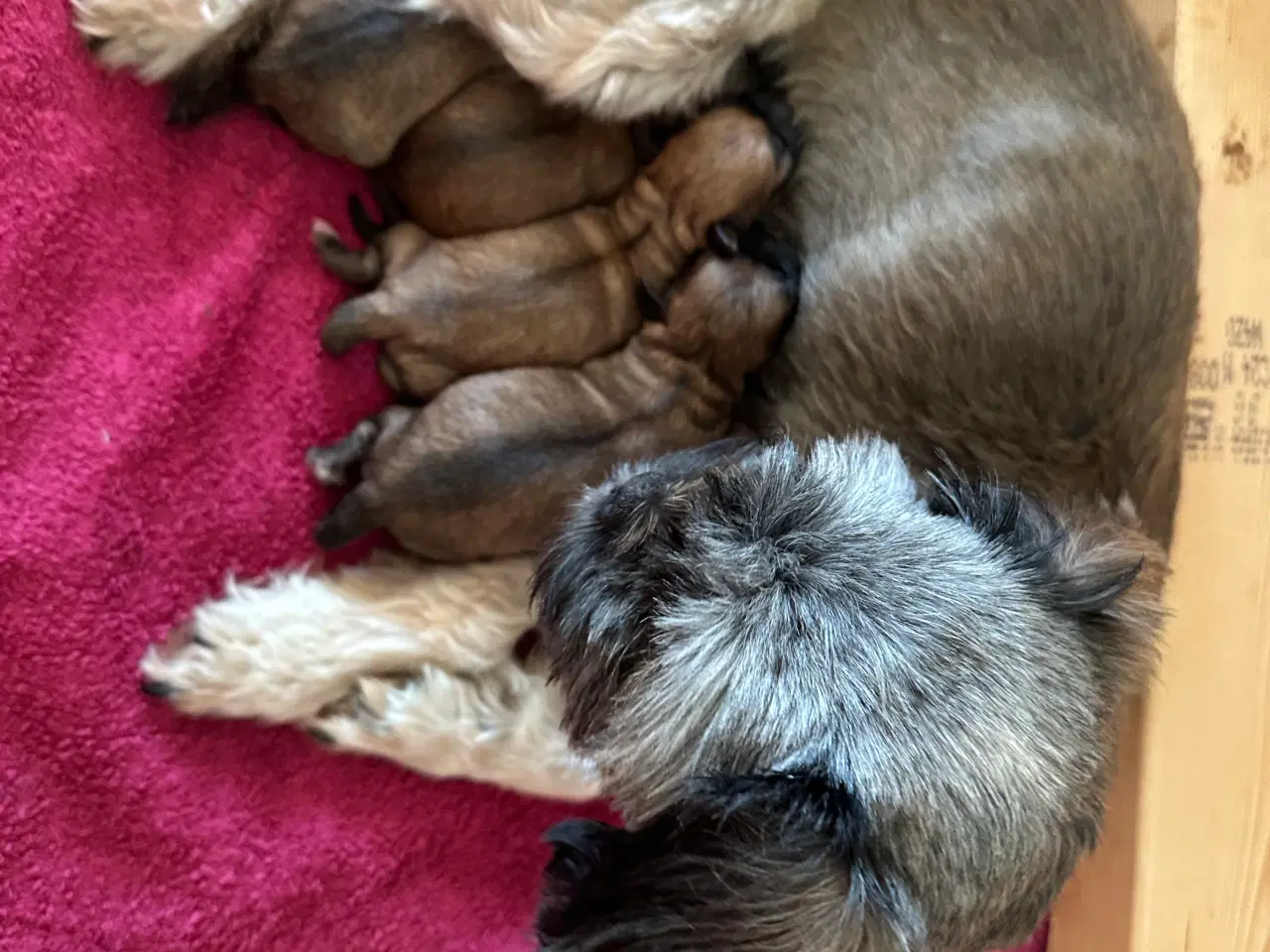 Billede 11 - Shih tzu blandinger 