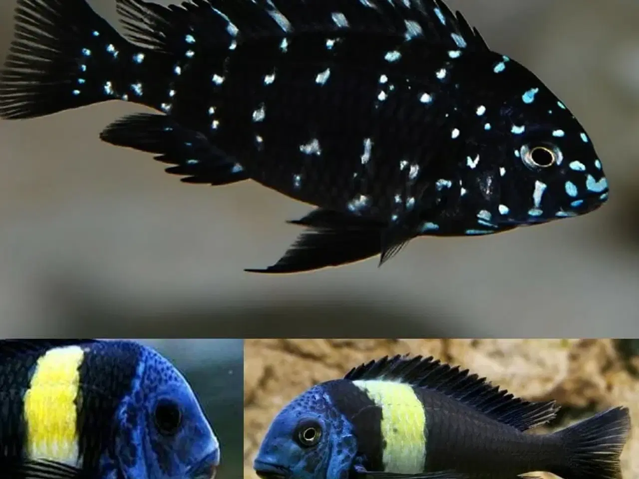 Billede 8 - Flotte akvariefisk