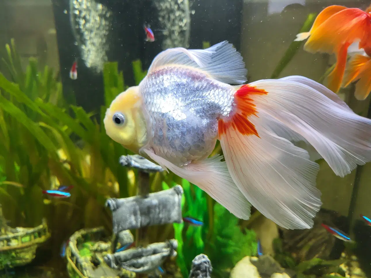 Billede 1 - 3 stk. Store slørhale 150 kr.