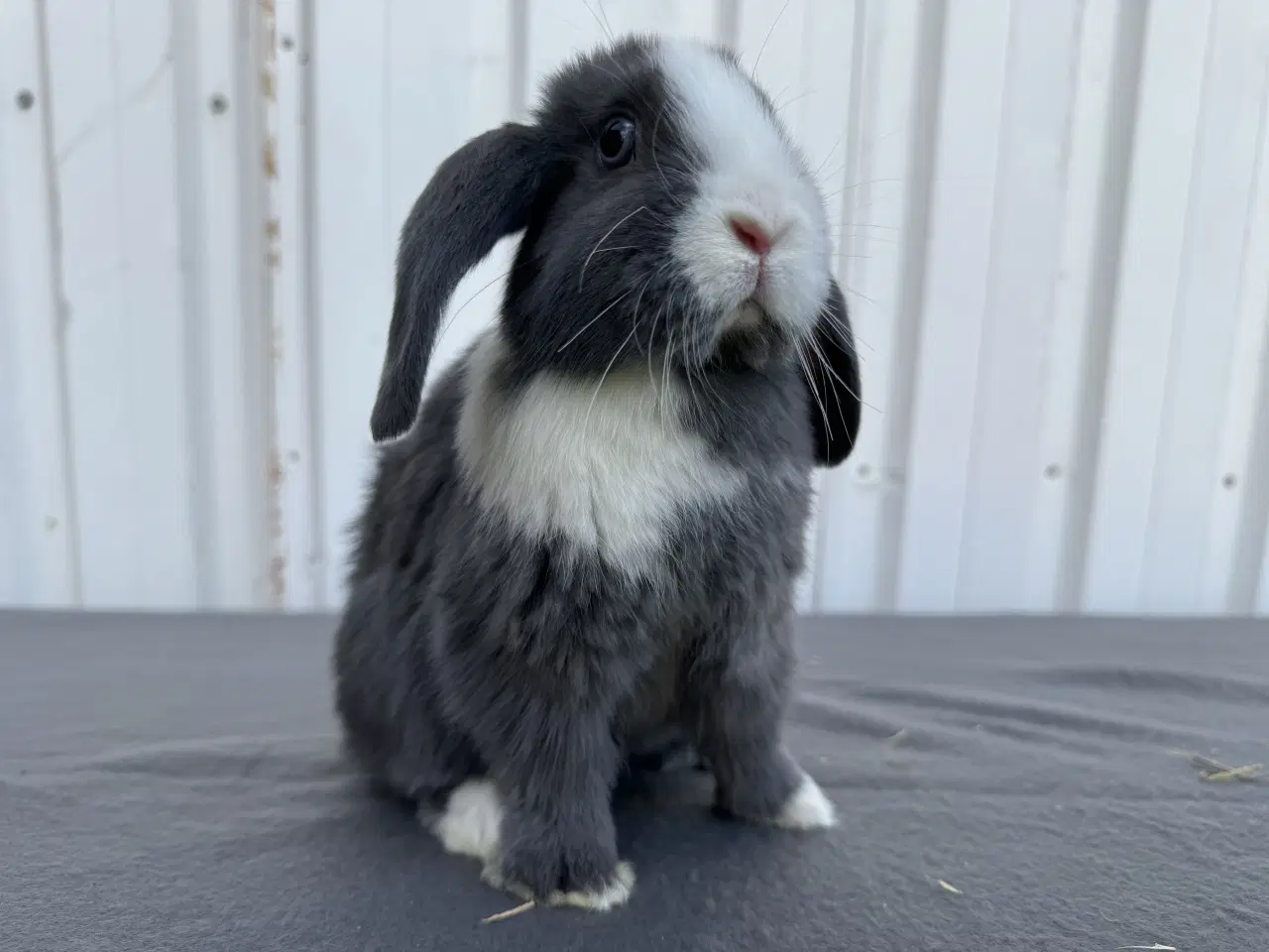 Billede 5 - Dværgvædder/Mini lop hunkanin 