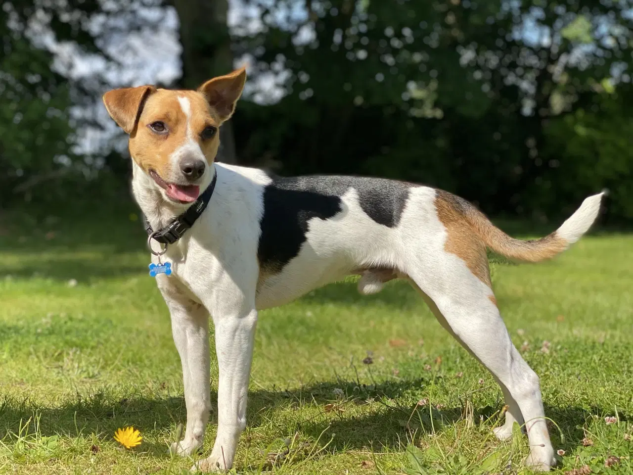 Billede 2 - Avlstjeneste Dansk-Svensk Gårdhund 