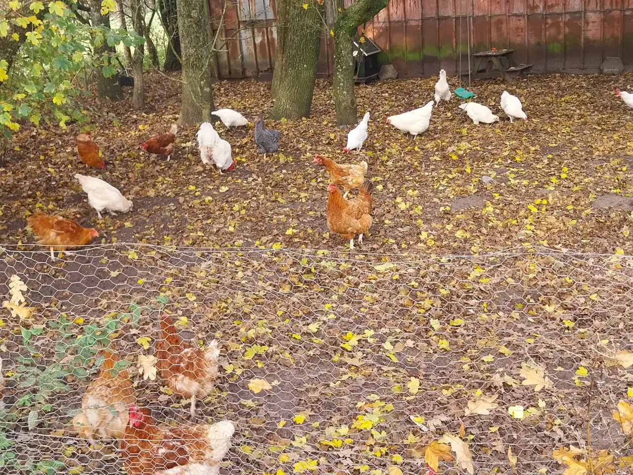 Billede 1 - Æglæggende høns alder 9mdr til 2,5 år