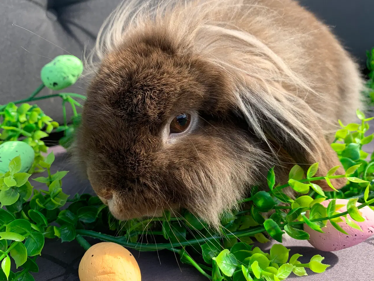 Billede 1 - Mini Leon lop han 6 mån . Bor i haven