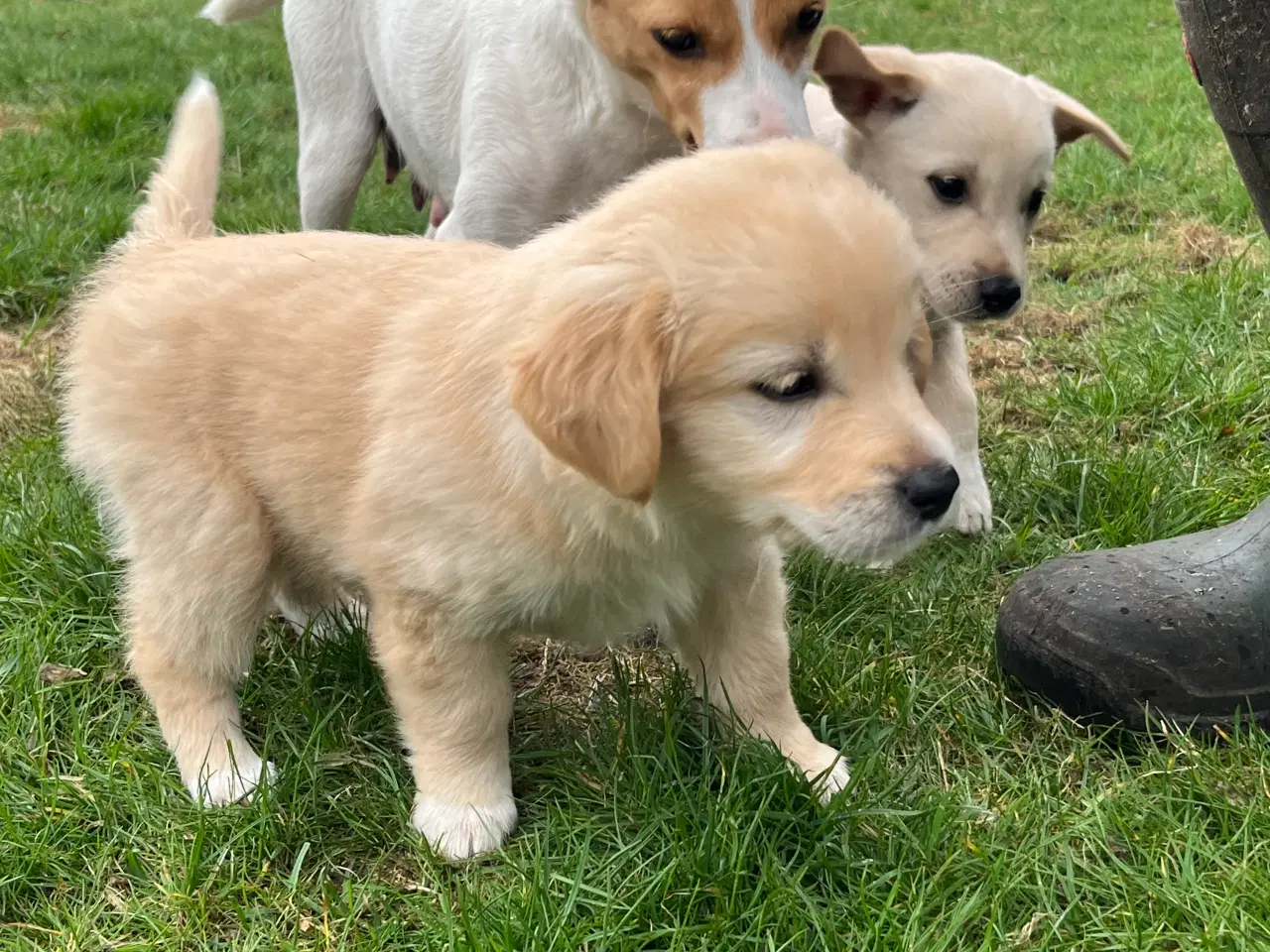 Billede 8 - 5 unikke blandingshvalpe sælges