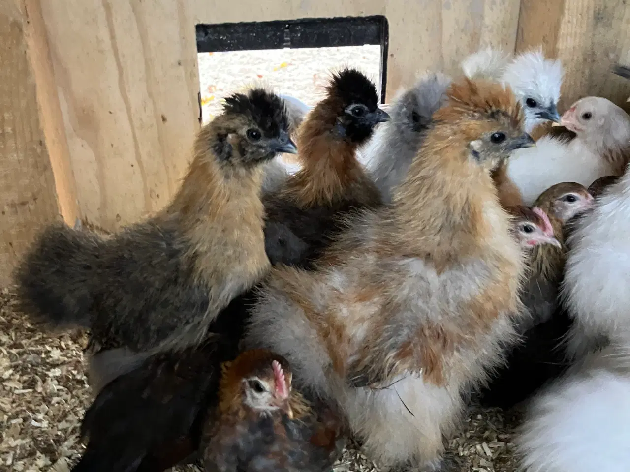 Billede 7 - Silke kyllinger