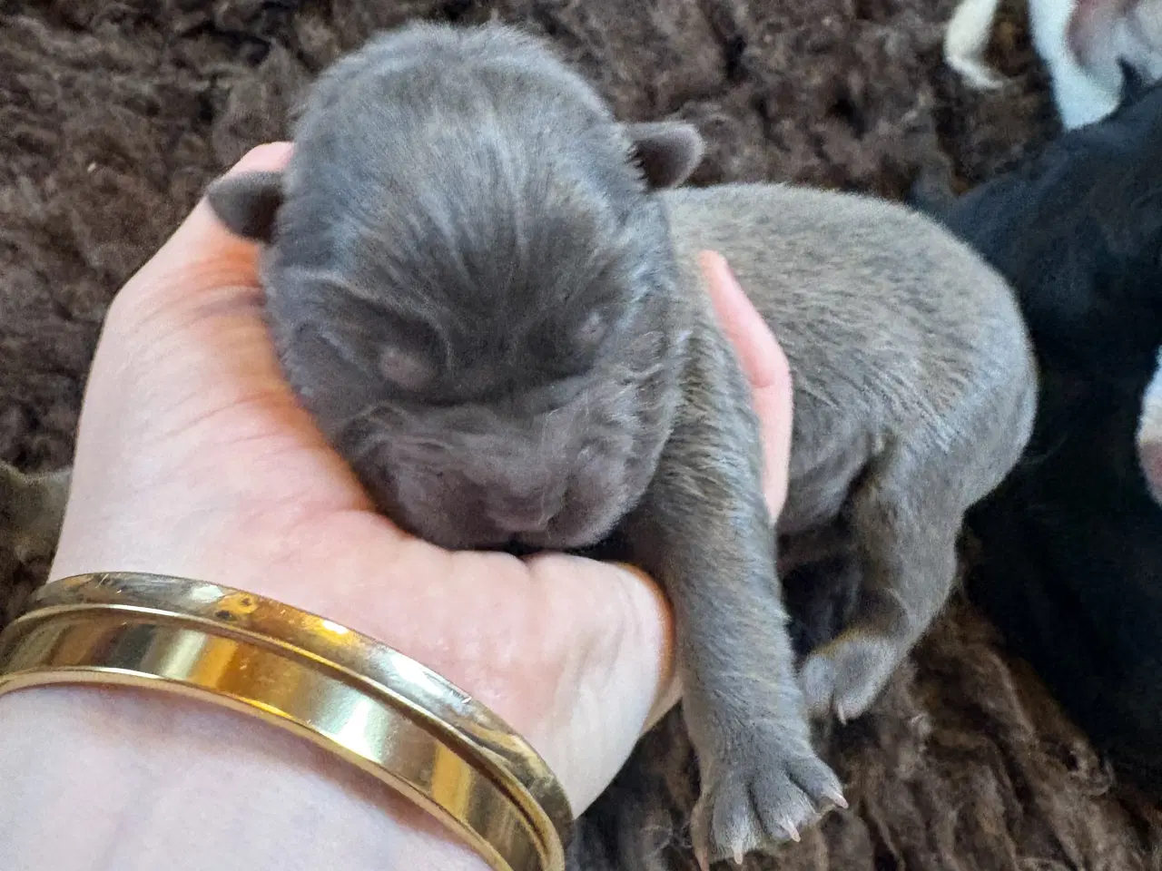 Billede 6 - Chow Chow hvalpe 