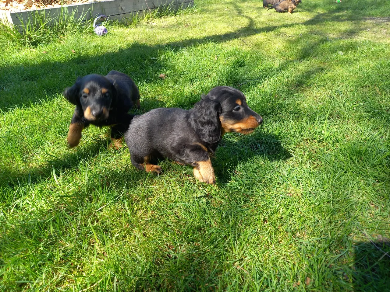 Billede 2 - Langhåret dværg gravhunde hanhvalpe