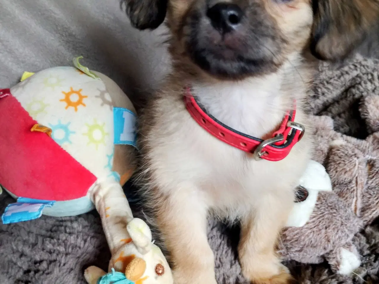 Billede 5 - Dejlige små race blandinge