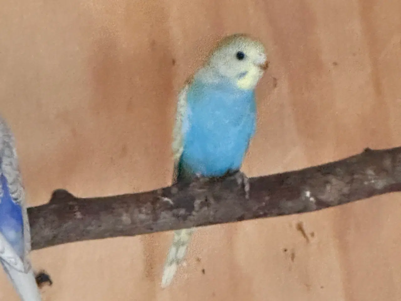 Billede 3 - Undulater fra i år