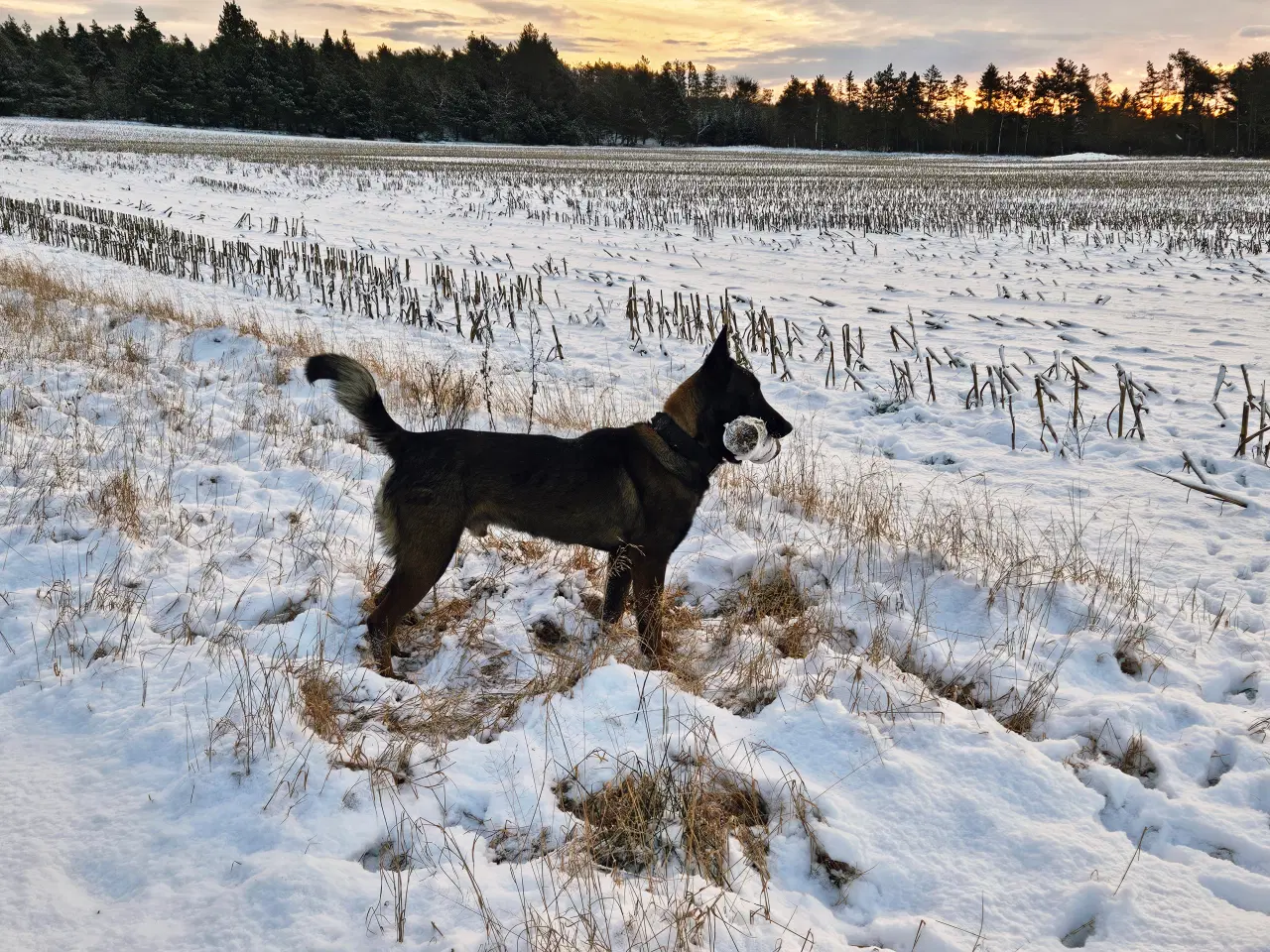 Billede 16 - Belgisk Malinois - Hvalpe - med stamtavle
