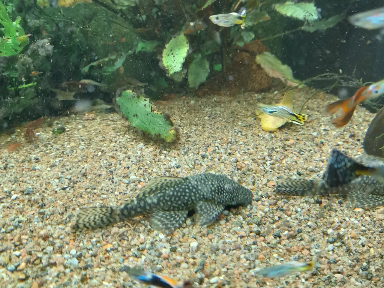 Billede 2 - Akvarie  fisk