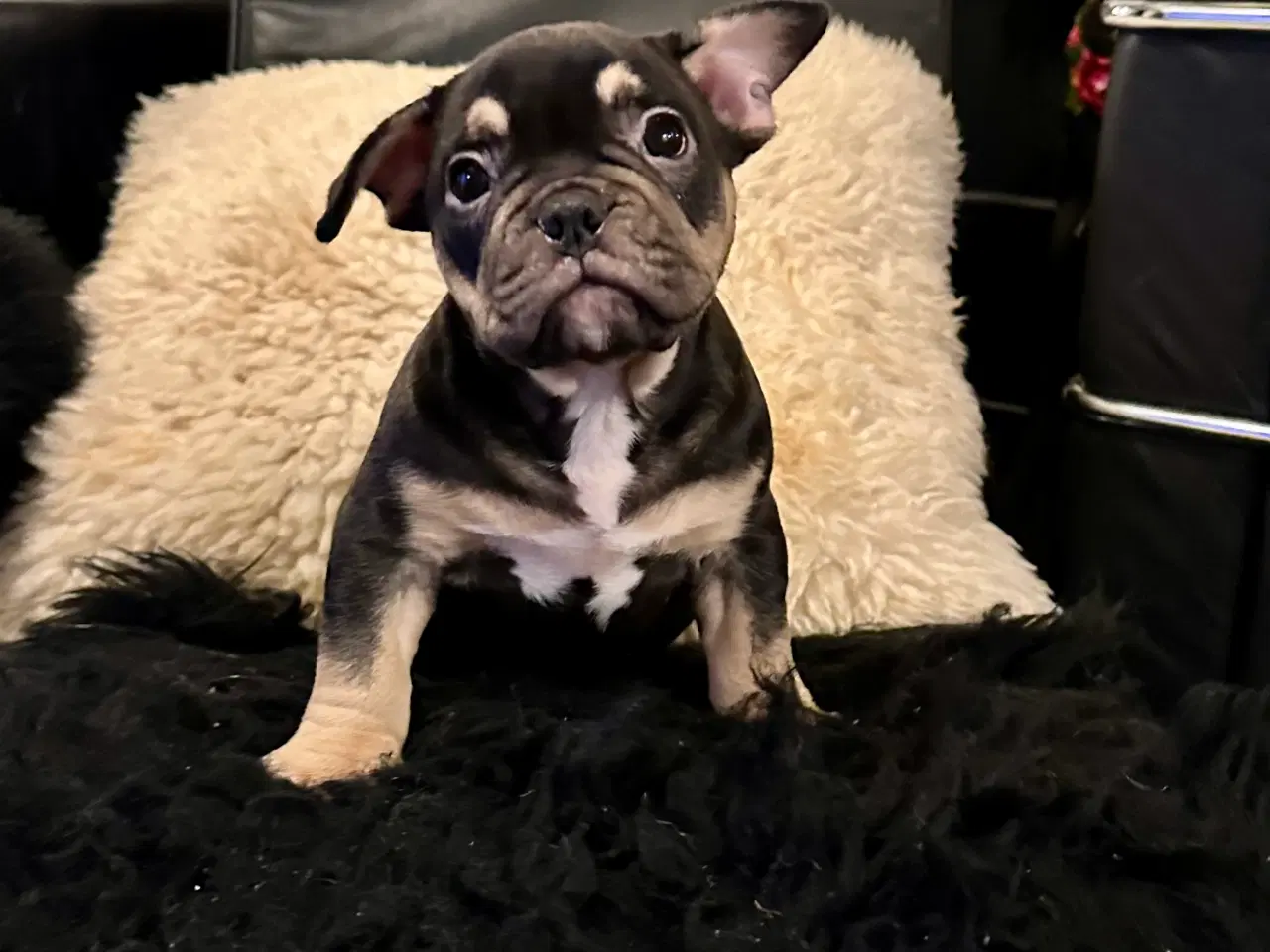 Billede 4 - New english bulldog