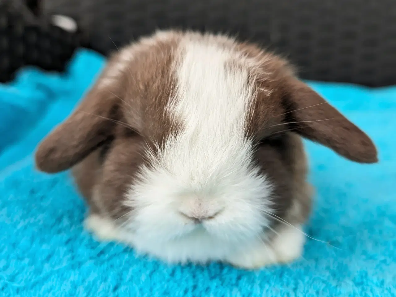 Billede 7 - Minilop kaninunge sælges