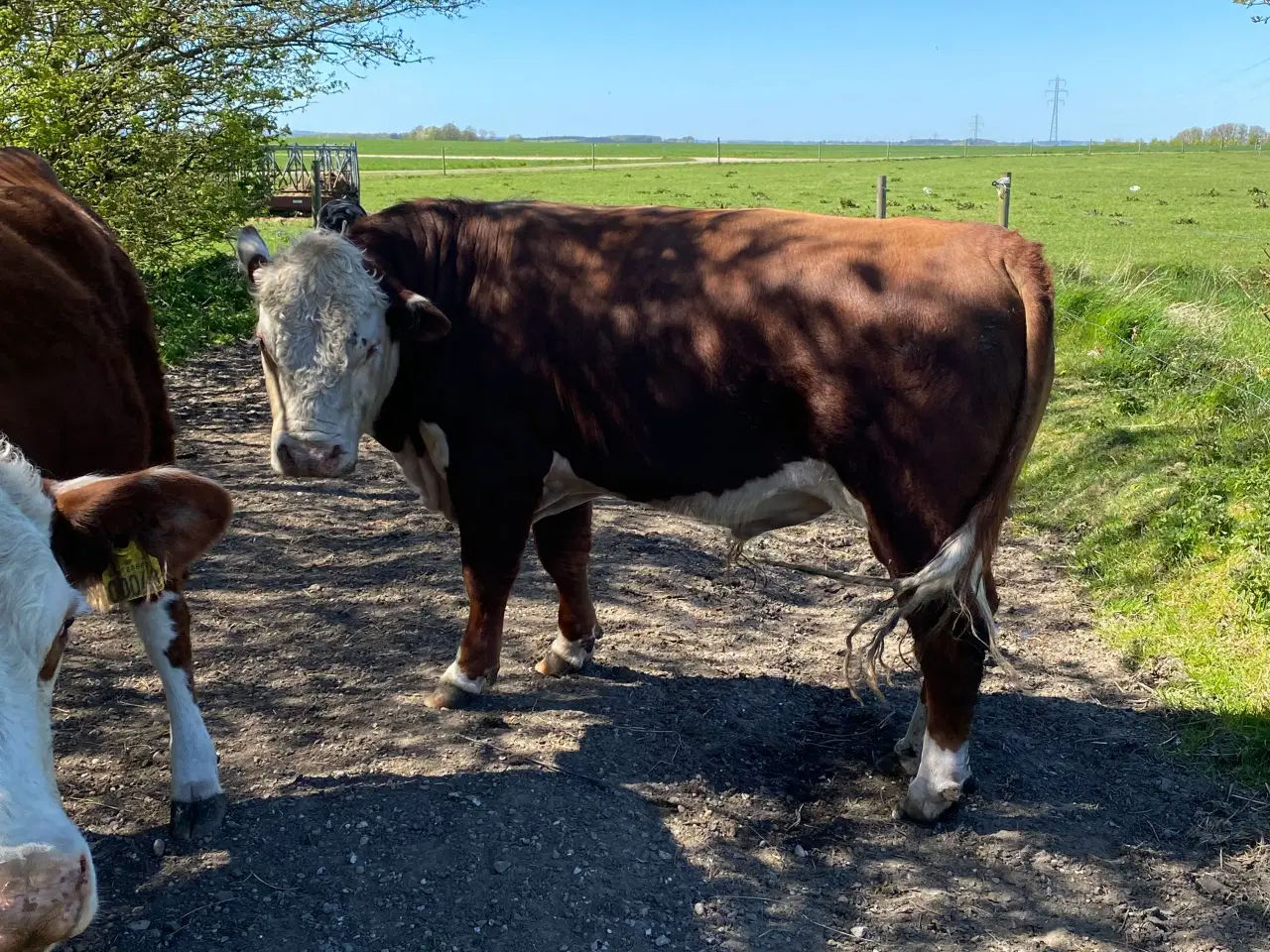 Billede 5 - Hereford tyr søger nye damer 
