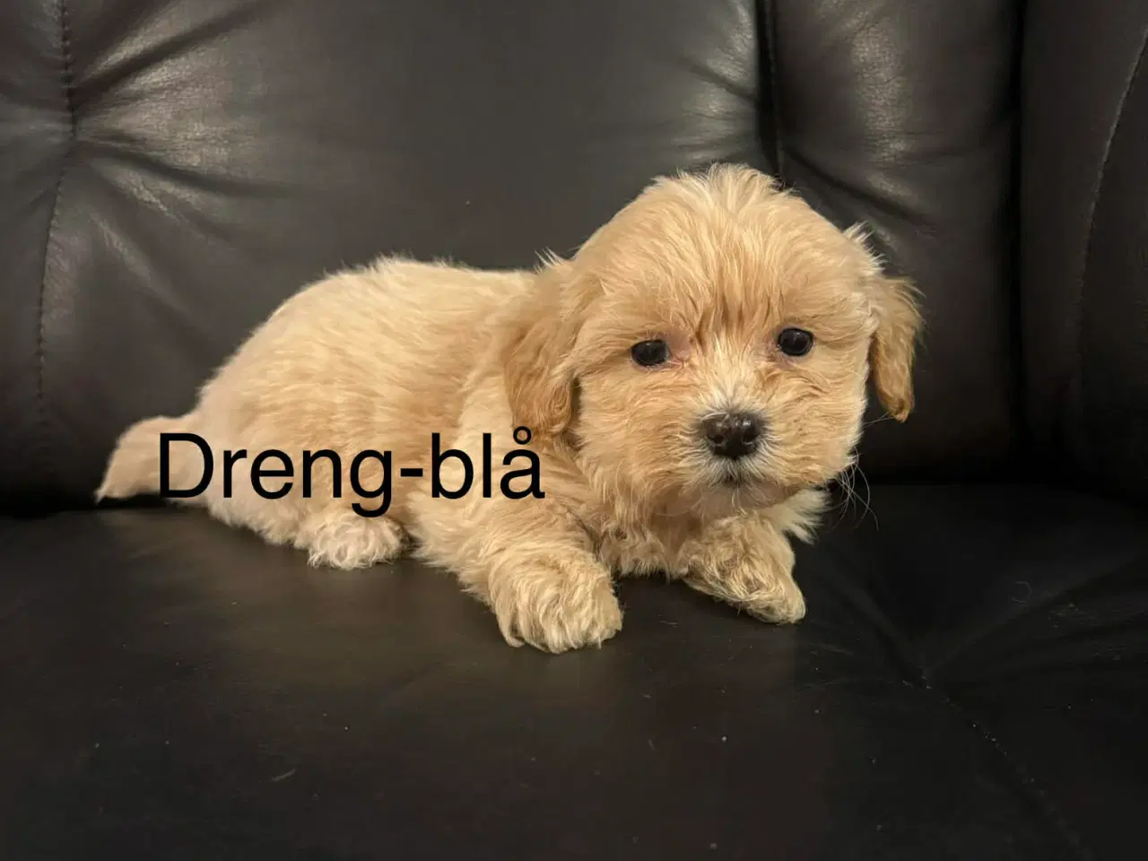 Billede 5 - Mini maltipoo 8 uger