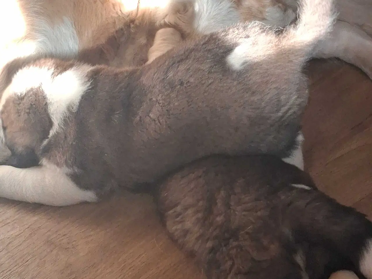 Billede 3 - Sankt bernhard valpe 