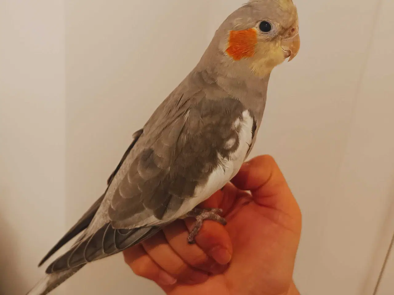 Billede 1 - Nymfeparakit o år