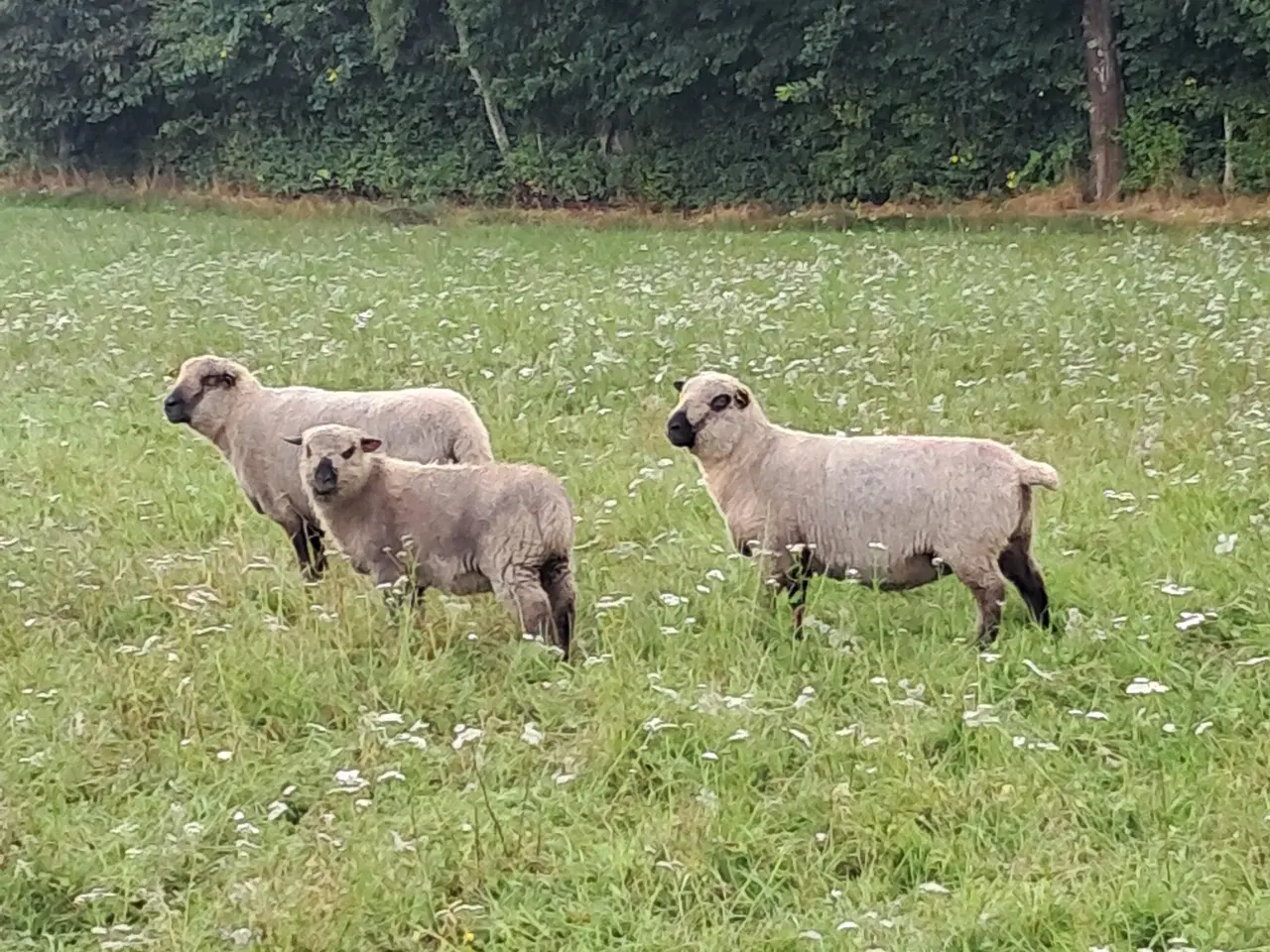Billede 2 - Shropshire gimmere