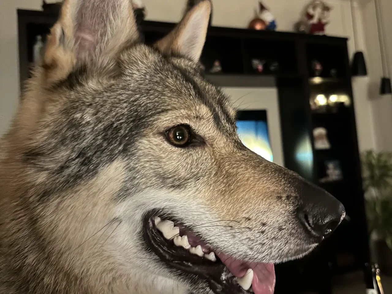 Billede 8 - Tjekkoslovakisk ulvehund hvalp