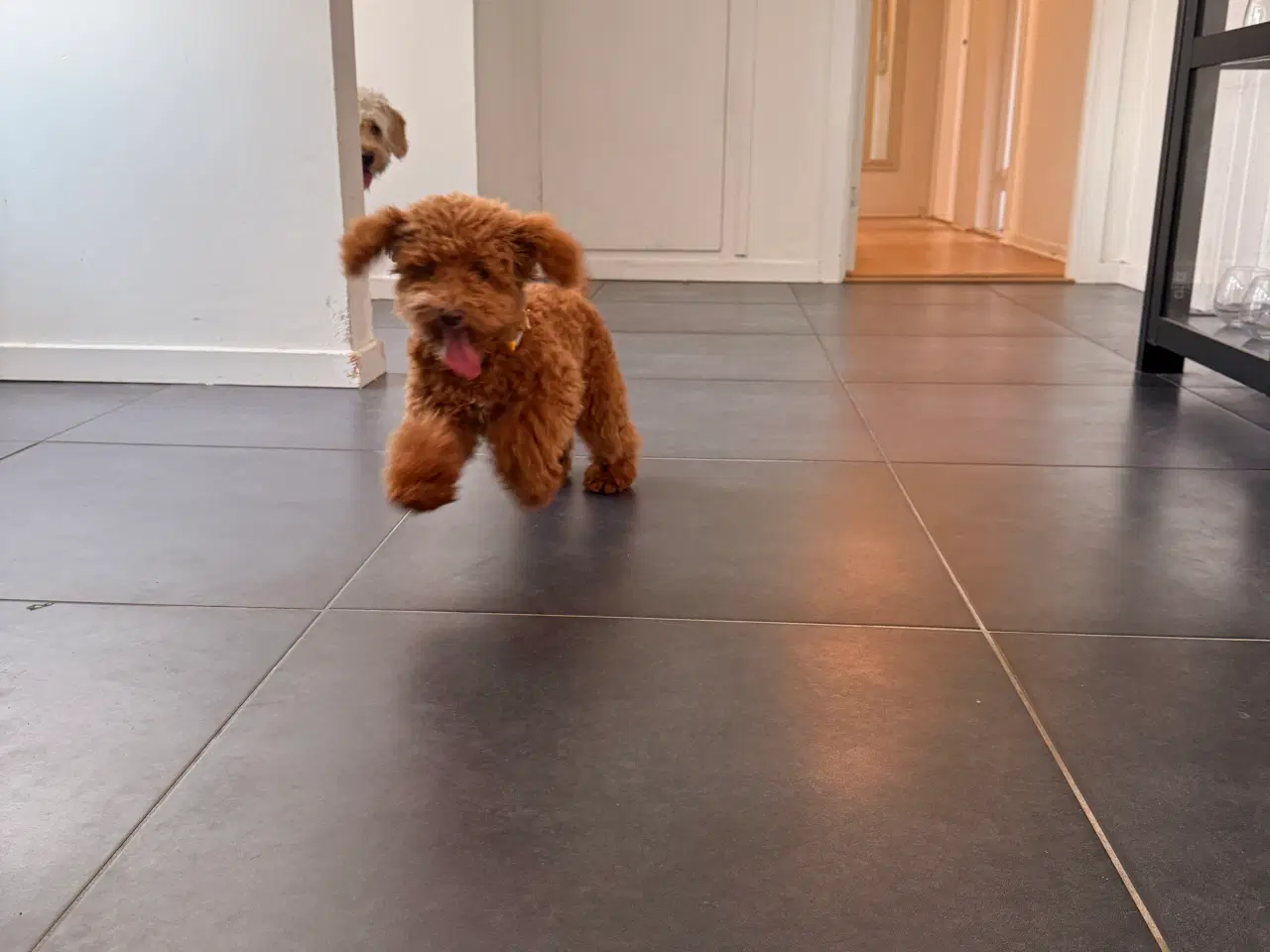 Billede 7 - Maltipoo han hvalp på næsten 6 måneder sælges. 