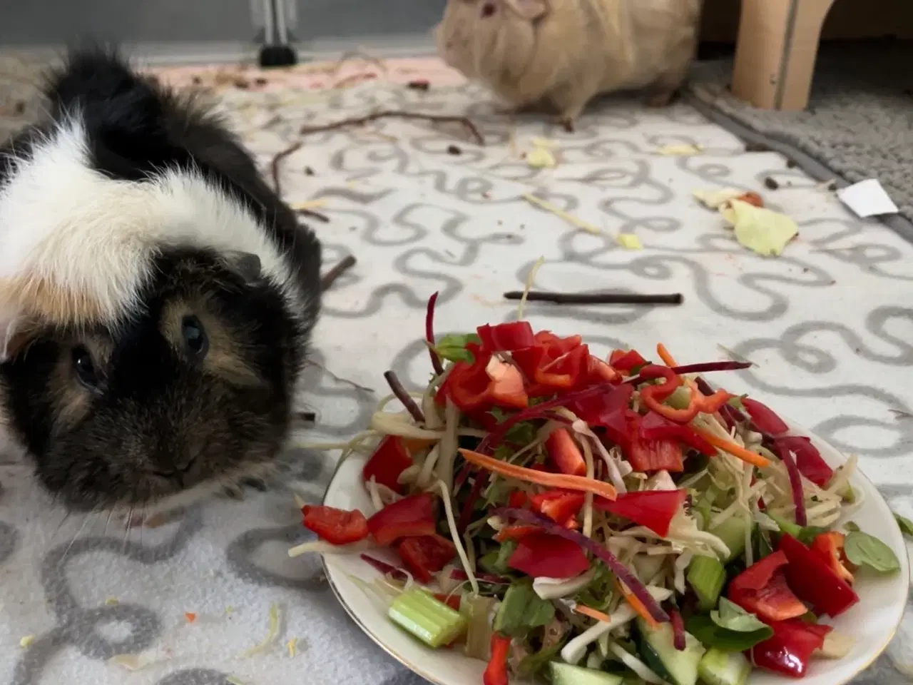 Billede 4 - Marsvin søger kærligt hjem