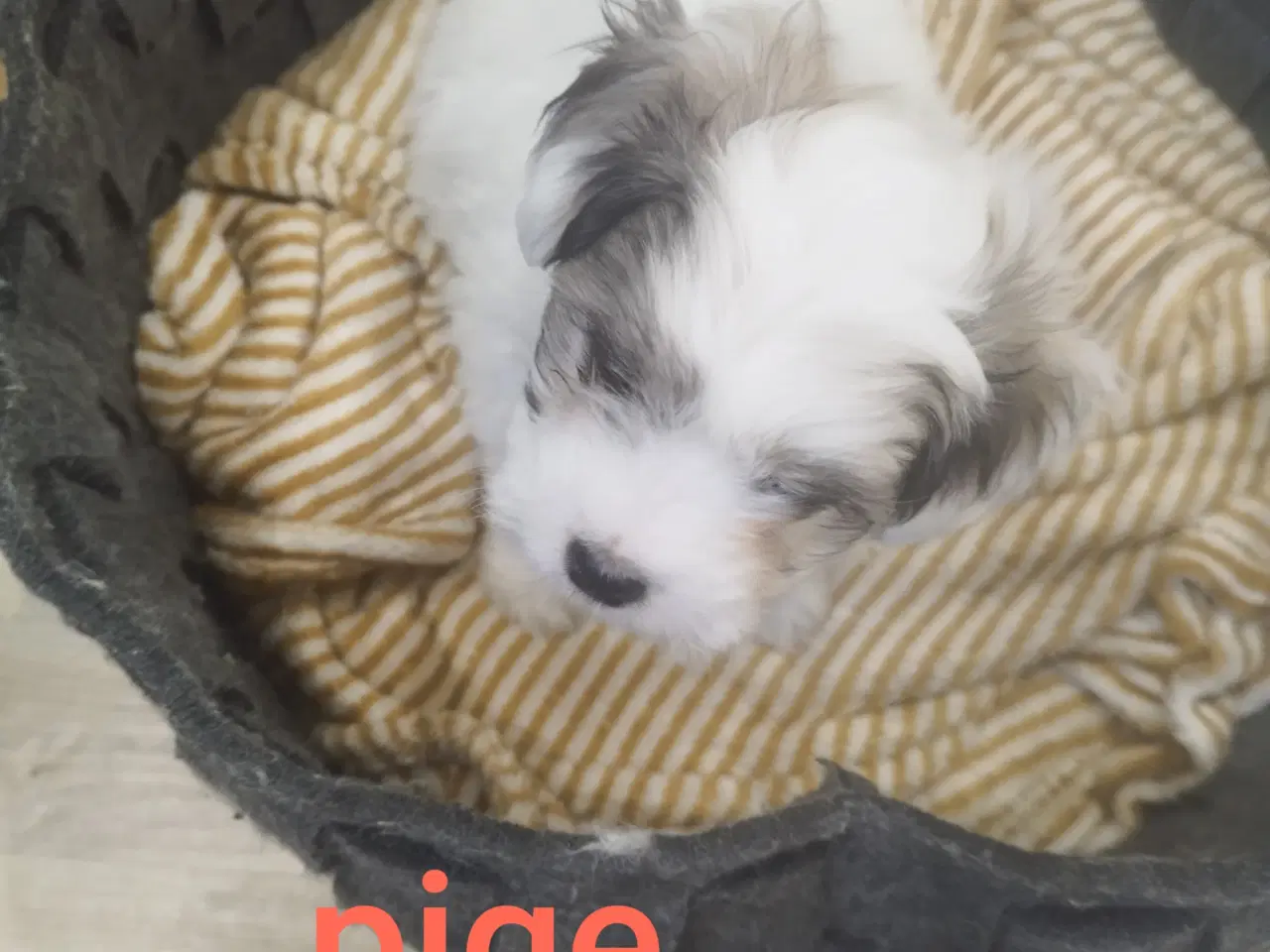 Billede 1 - Coton de tulear flotte frække piger