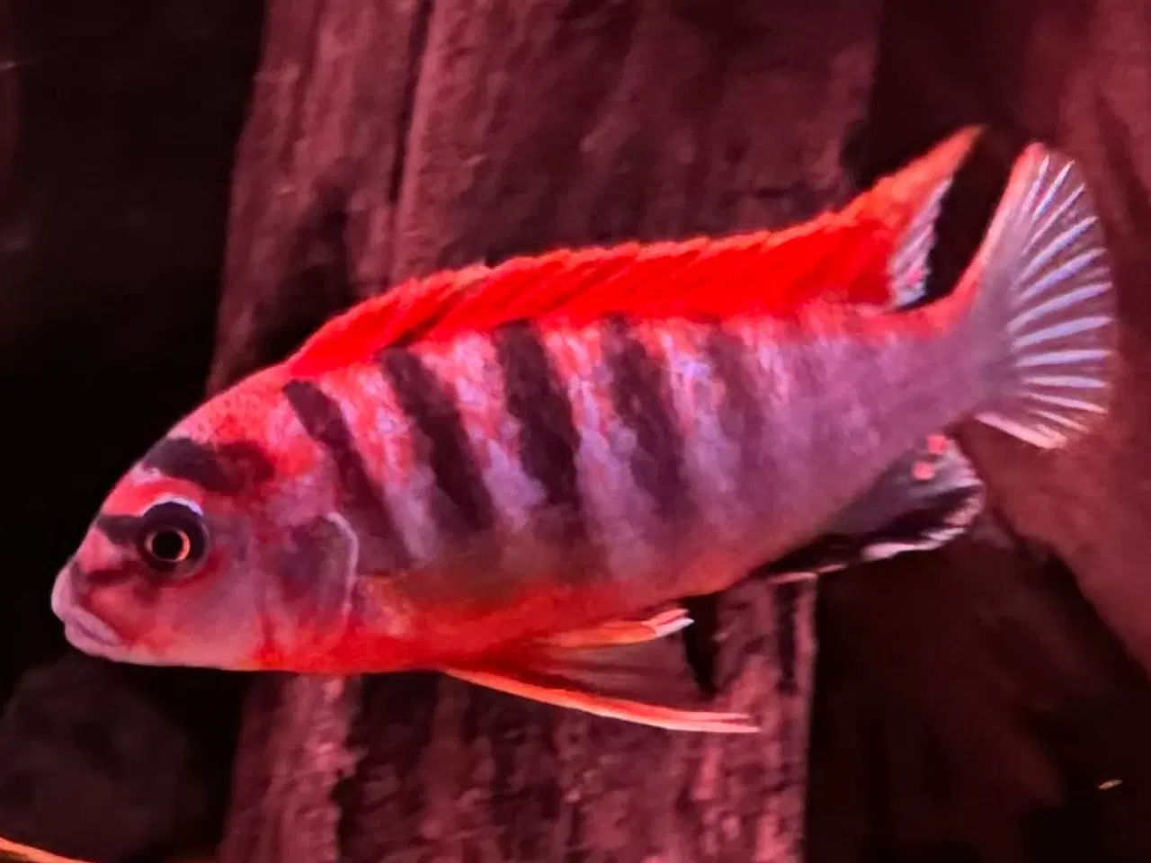 Billede 6 - Labidochromis sp. Red top hongi malawi cichlider  
