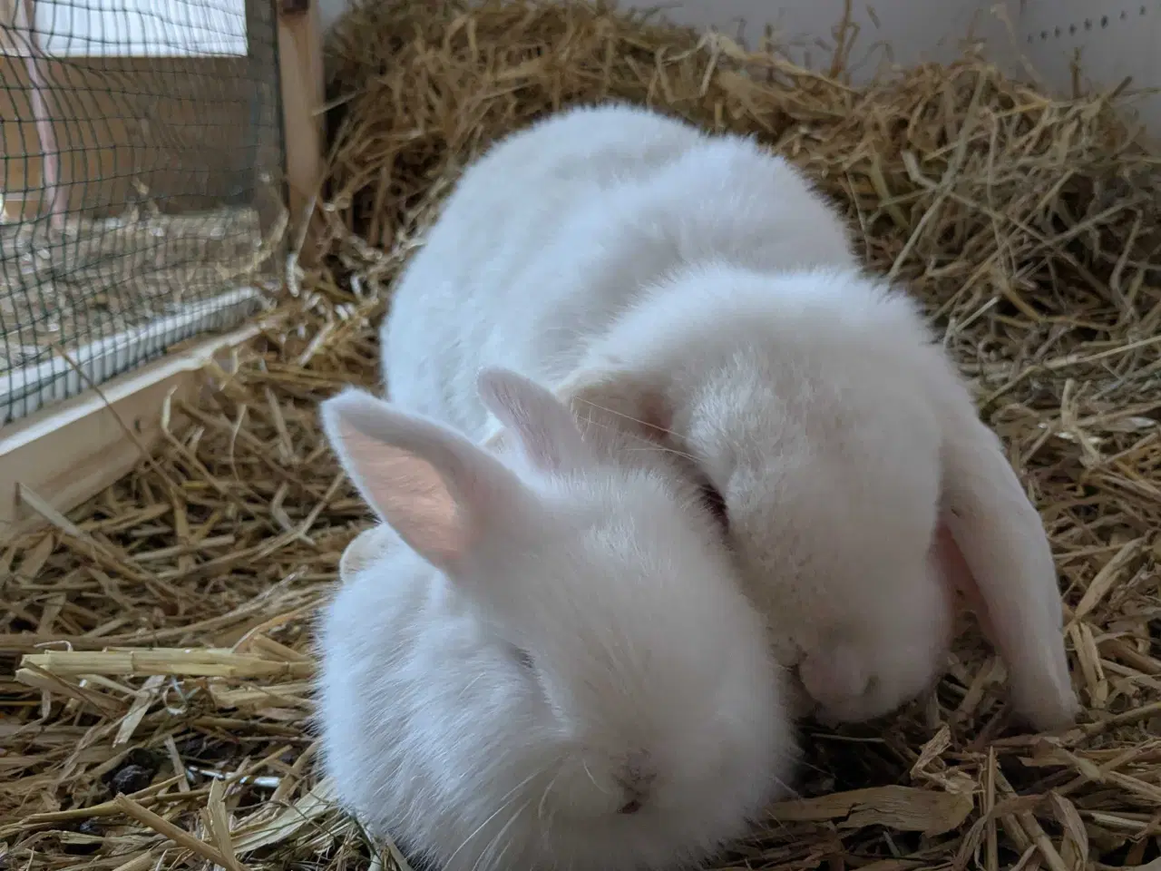 Billede 6 - Kærligt hjem søges til Candy🐰❤️