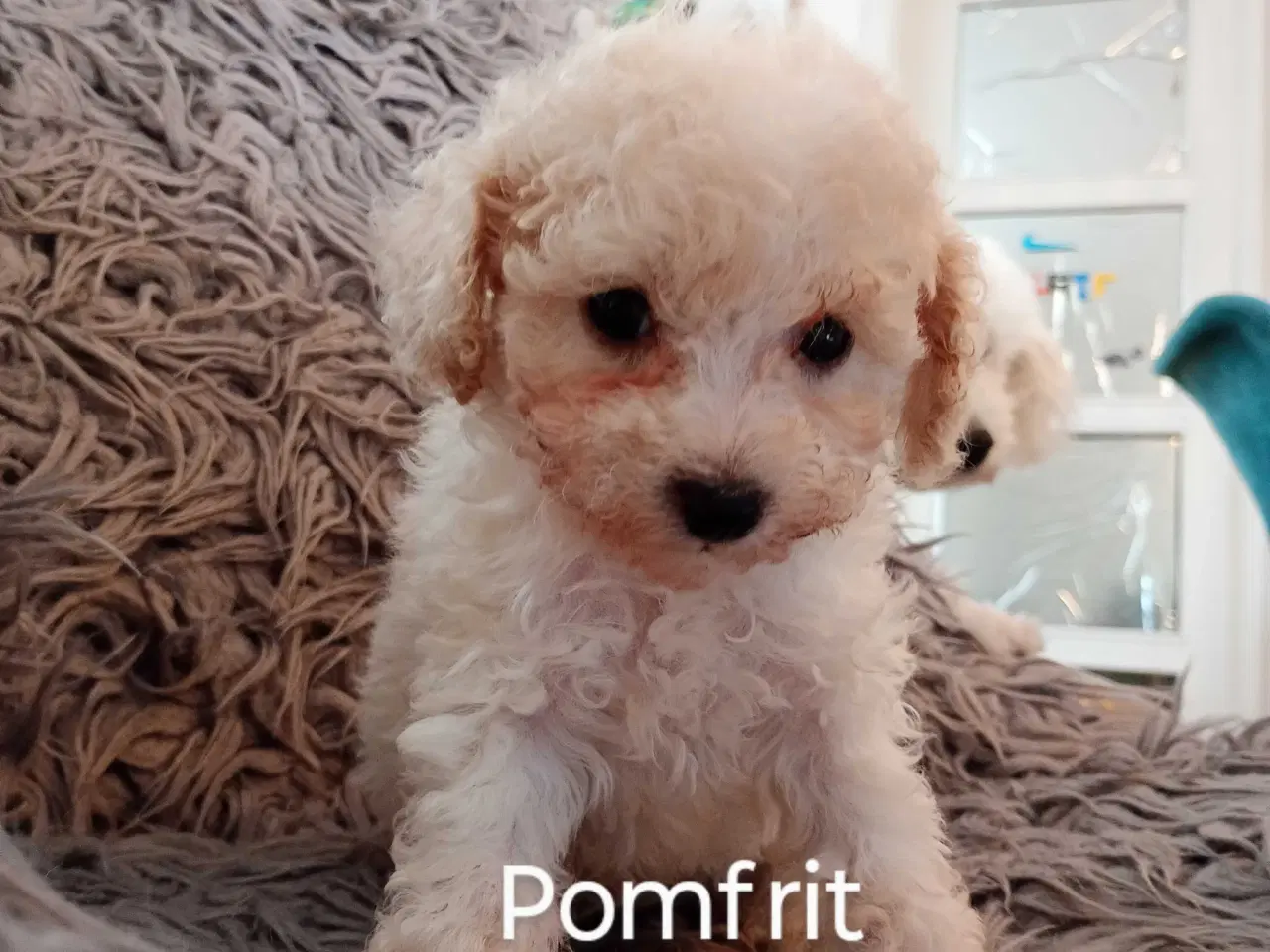 Billede 3 - Cavapoo klar til nyt hjem nu