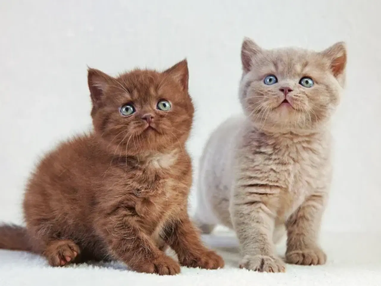 Billede 1 - SØGER KILLING