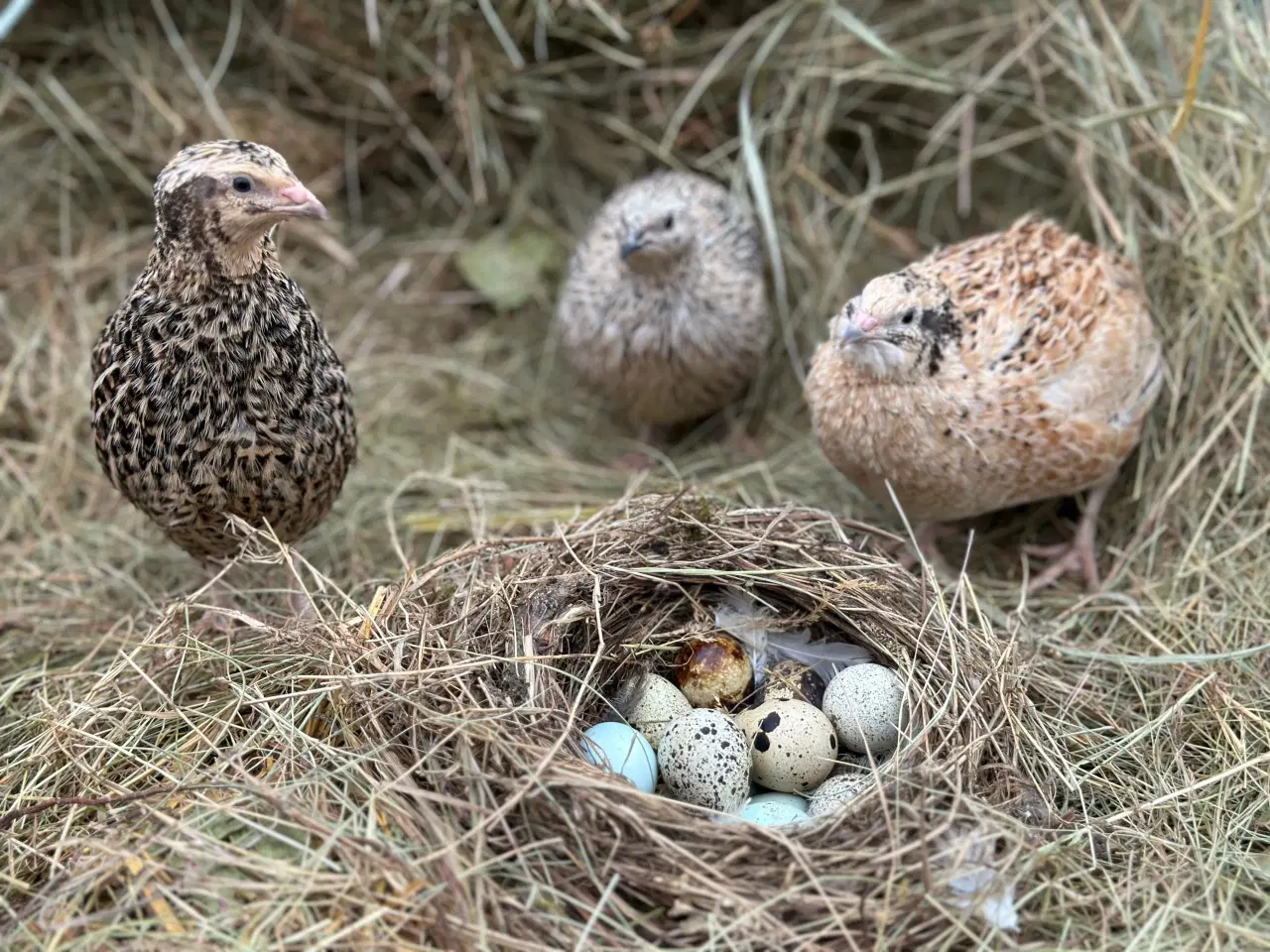 Billede 2 - Vagtler æg