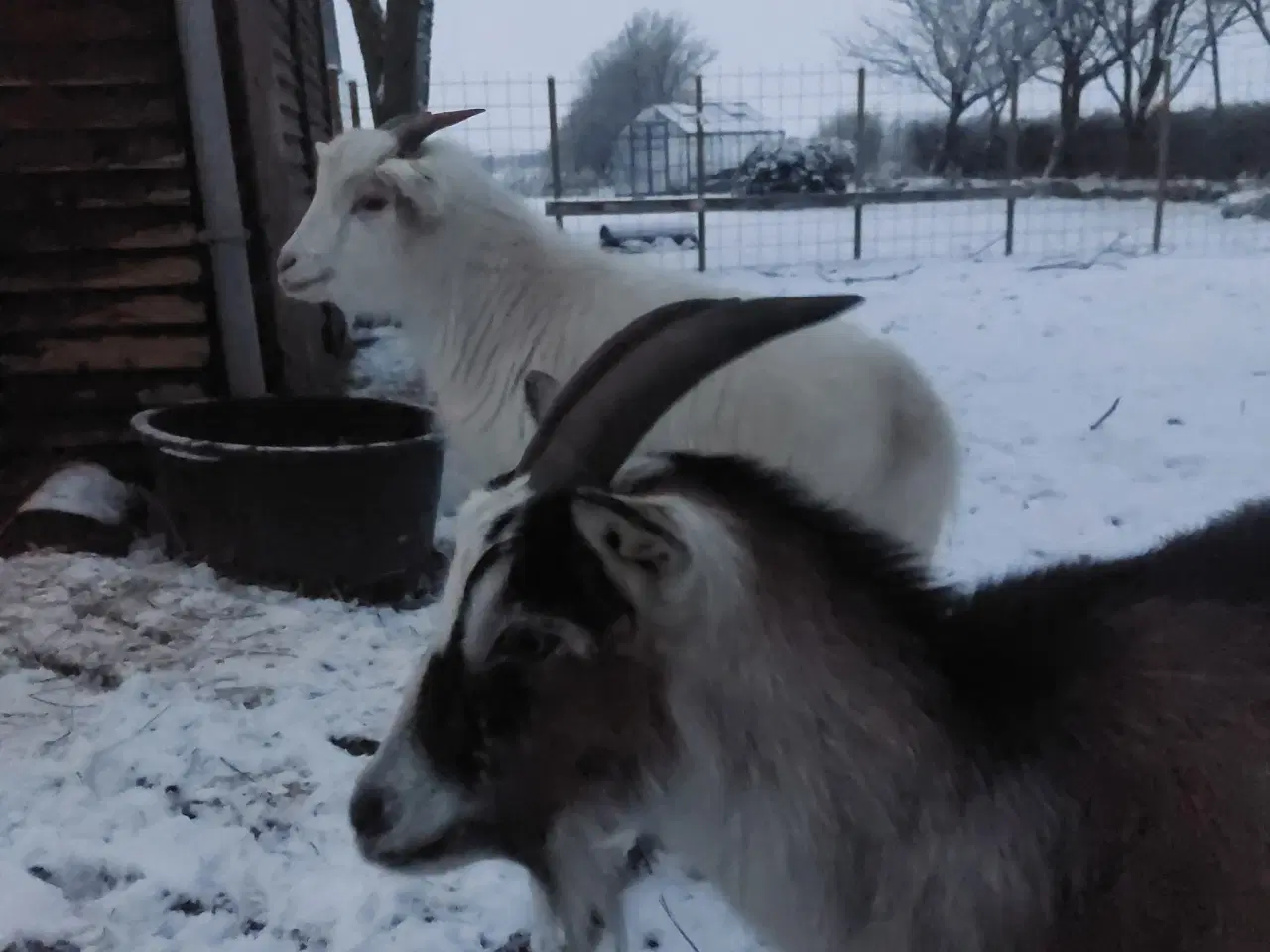 Billede 4 - Geder sælges 