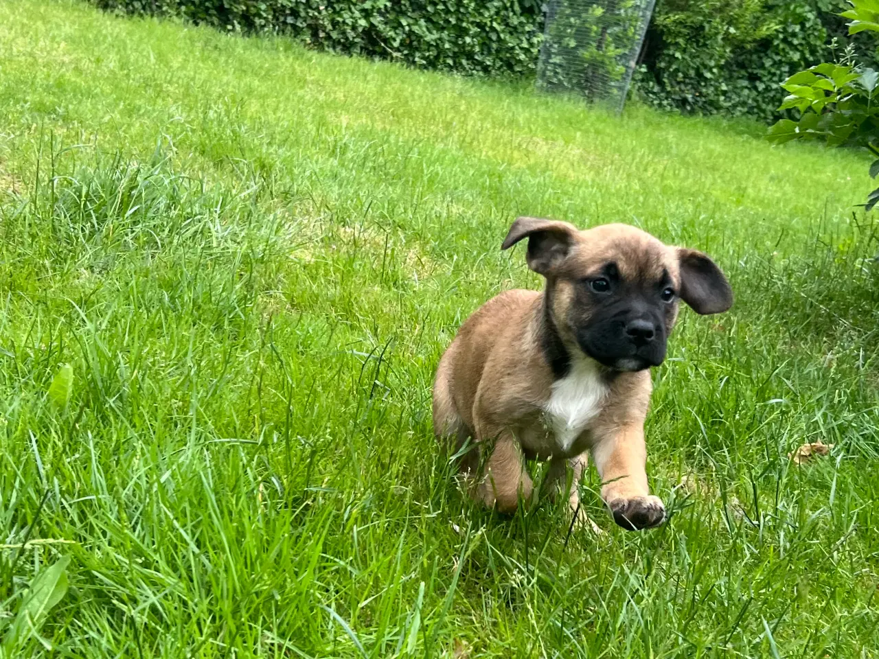 Billede 2 - Fransk bulldog blandning