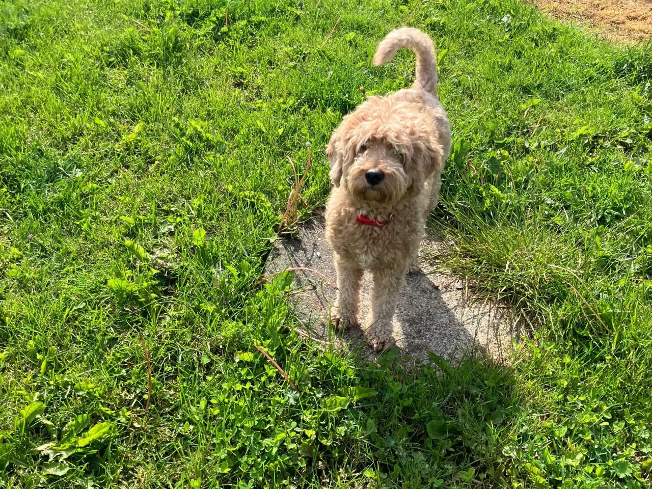 Billede 9 - Mellem labradoodle hvalpe Multigen