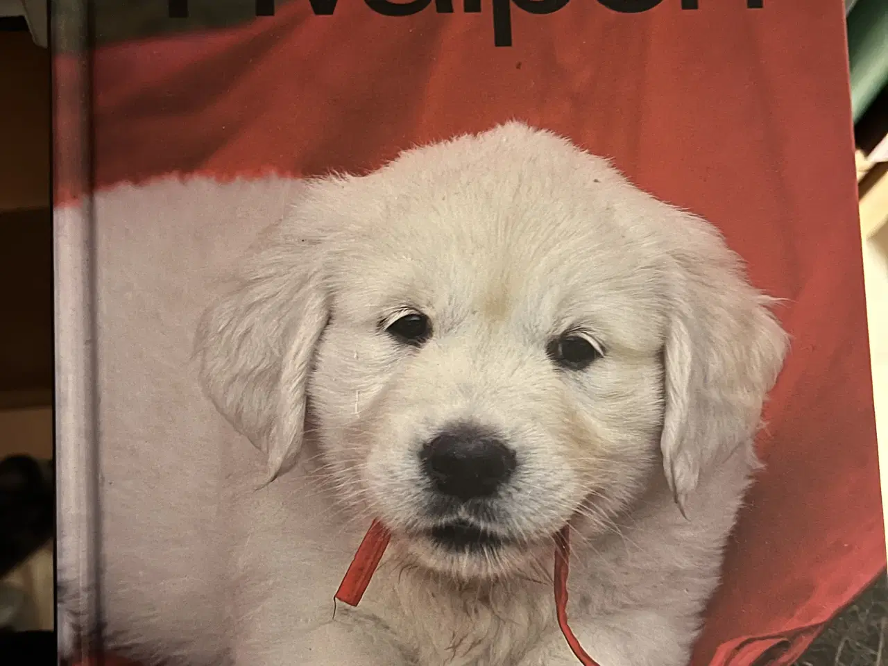 Billede 10 - Hundetræning, adfærd og viden om hunde